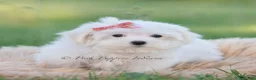 Maltese dogs for sale: Pinkie - Ad 2