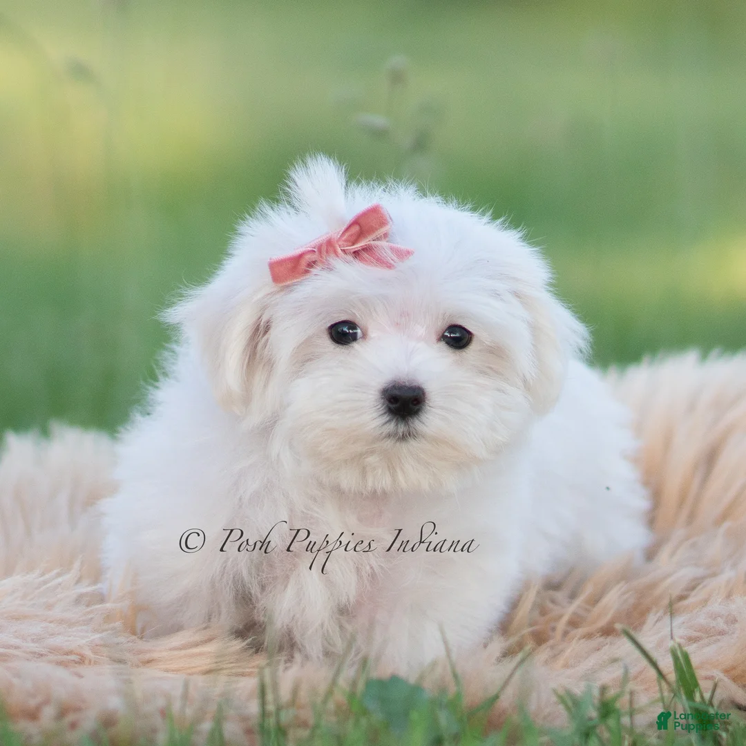 Maltese dogs for sale: Pinkie - Ad 2
