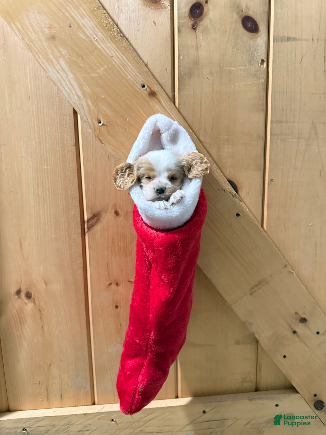 Cocker Spaniel dogs for sale: Dewey - Ad 4