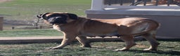 English Mastiff dogs for sale: Tasha  - Ad 4