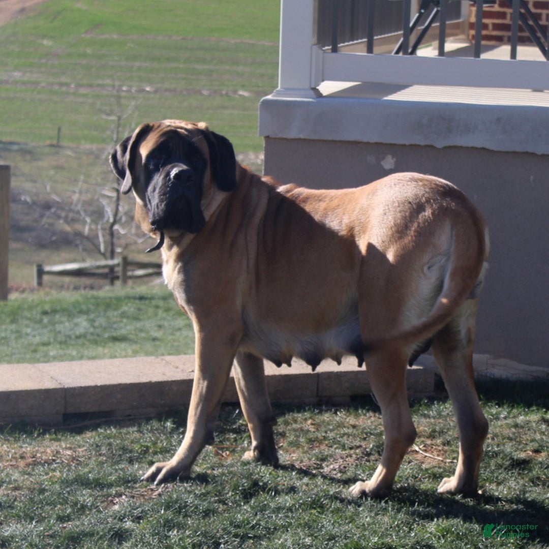 English Mastiff dogs for sale: Tasha  - Ad 4