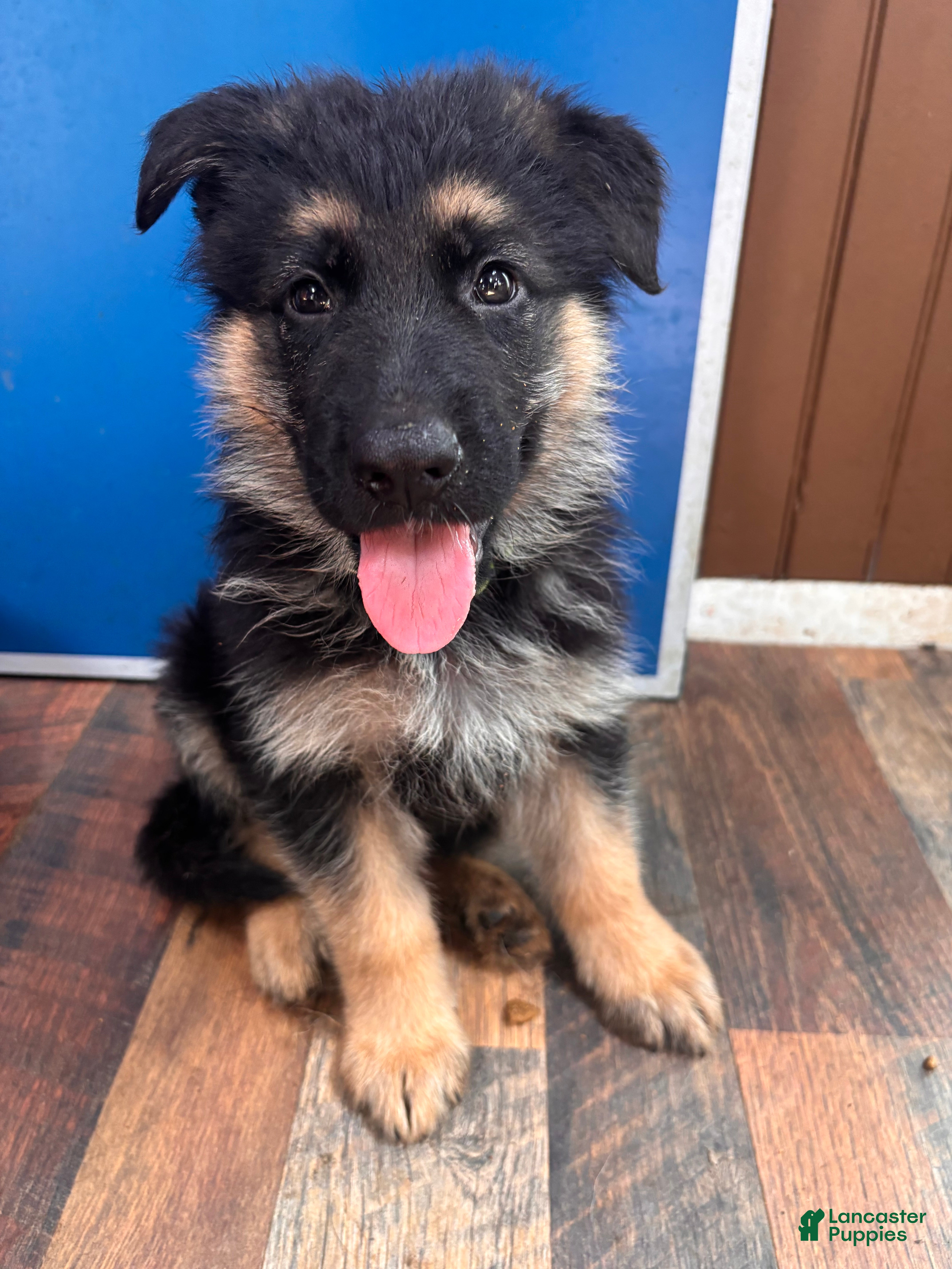 German Shepherd dogs Rocky (lime green collar) - Ad 8