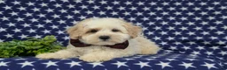Maltipoo dogs for sale: Oscar - Ad 5