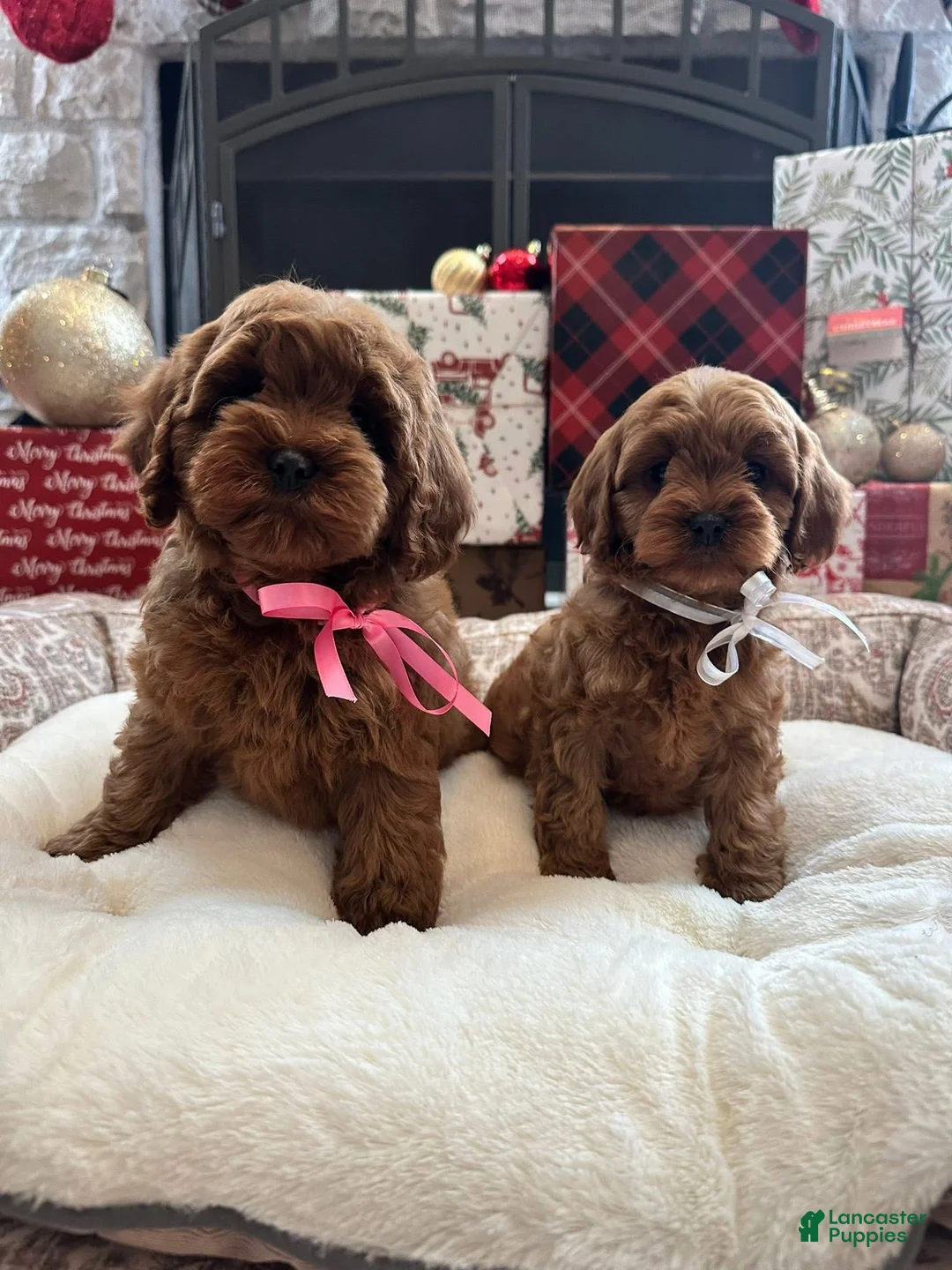 Cavapoo dogs for sale: Eleanor - Ad 2