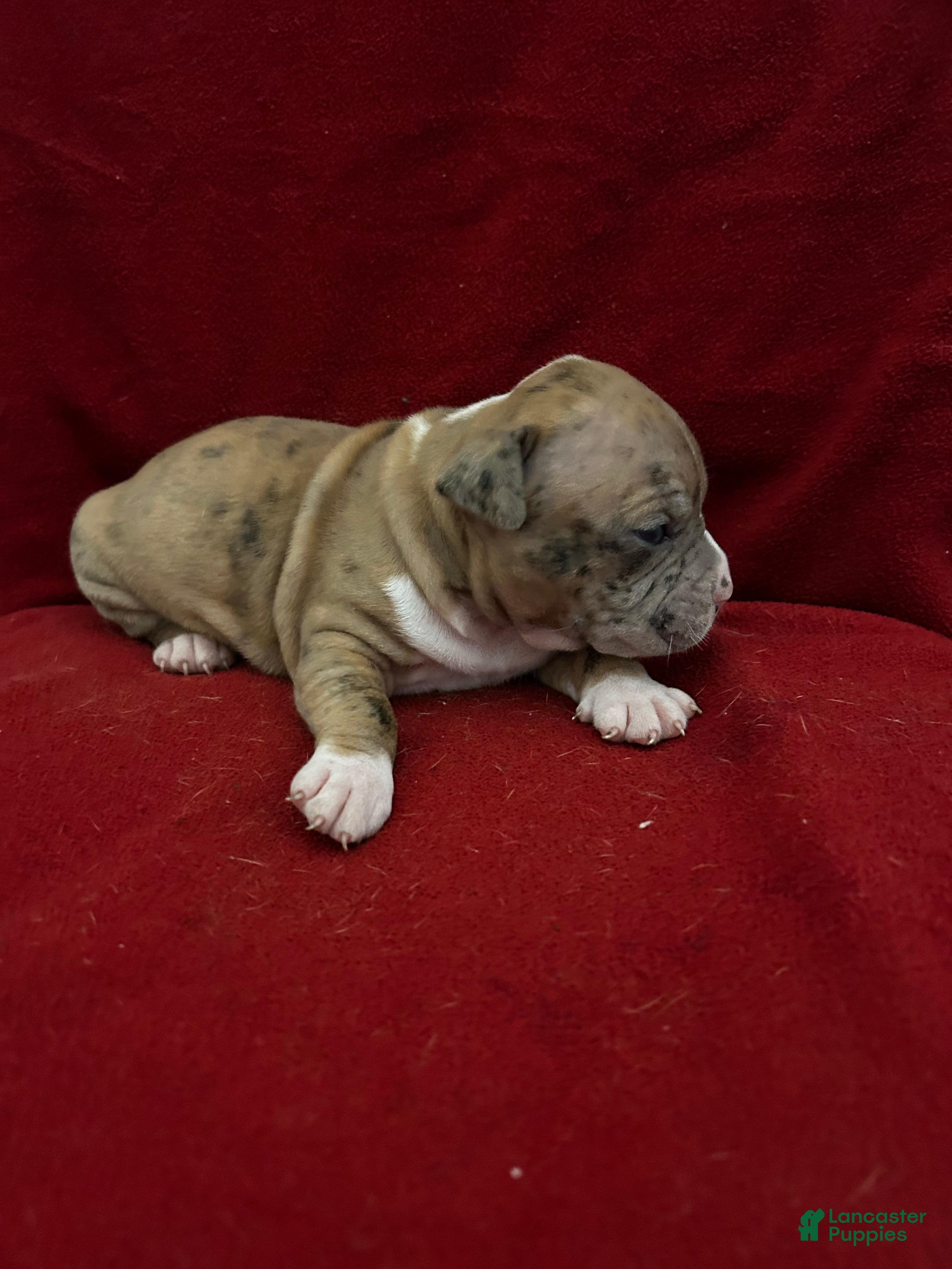 American Bully dogs American Bully Puppy 4 - Ad 2