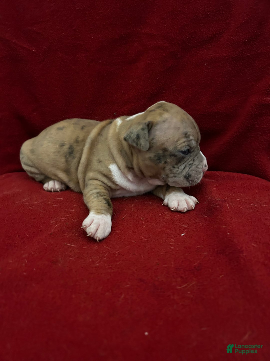 American Bully dogs for sale: American Bully Puppy 4 - Ad 2