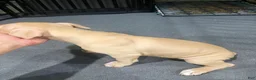 American Pit Bull Terrier dogs for sale: Daizy (UKC and ADBA) - Ad 4