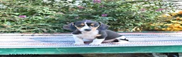 Miniature Dachshund dogs for sale: Katie - Ad 4