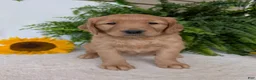 Golden Retriever dogs for sale: Honey  - Ad 4