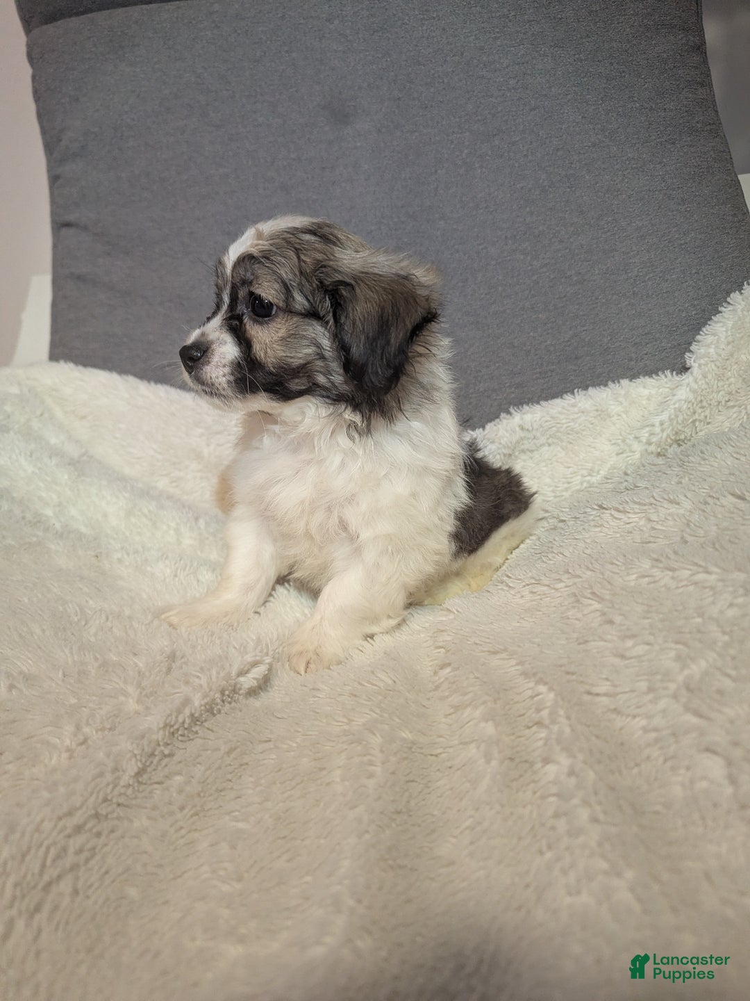 Havanese dogs for sale: Blitz (short haired) - Ad 3