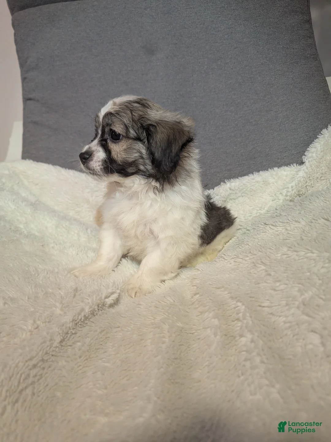 Havanese dogs for sale: Blitz (short haired) - Ad 3