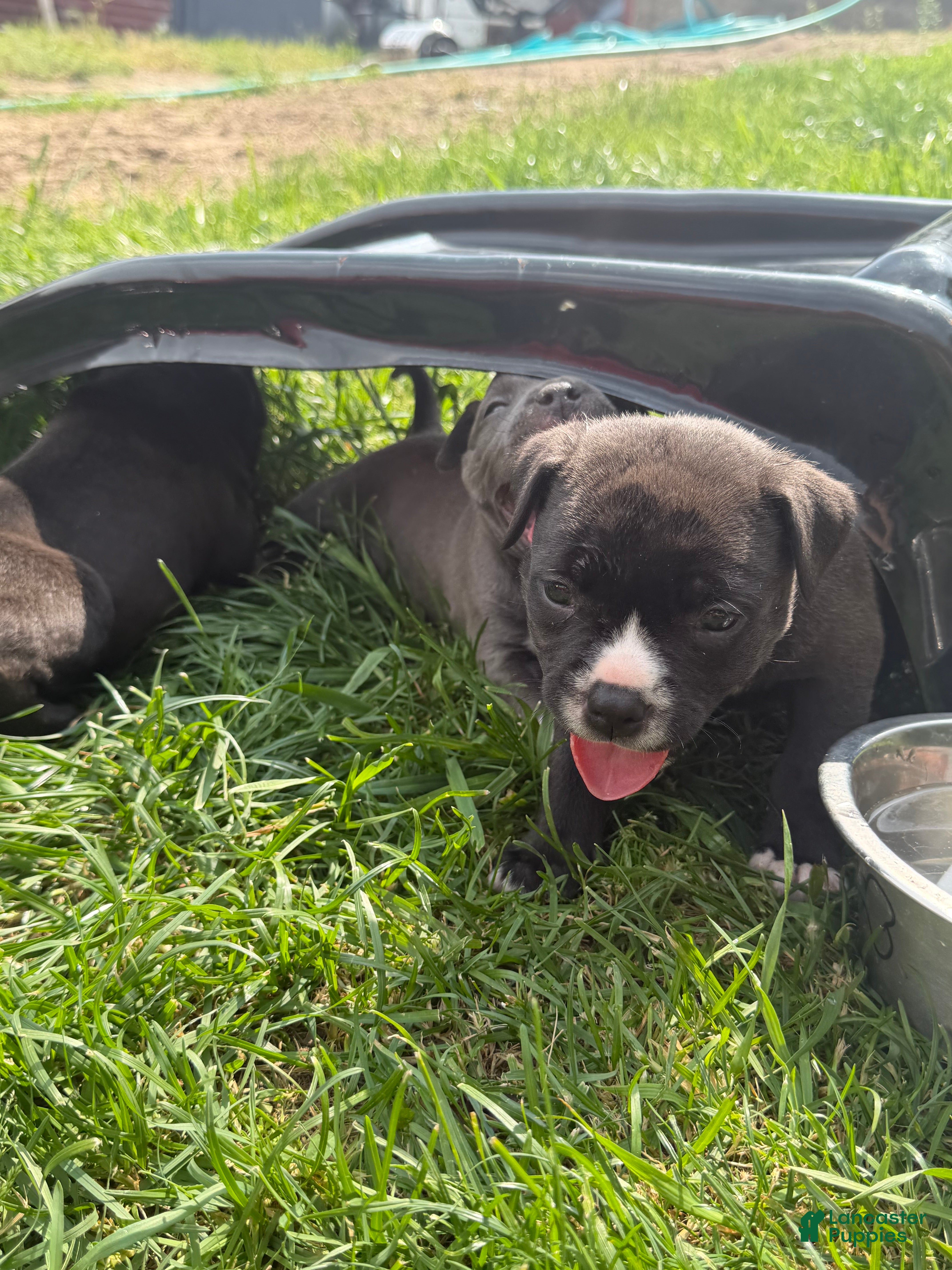 American Pit Bull Terrier dogs for sale: American Pit Bull Terrier Puppy 3 - Ad 1