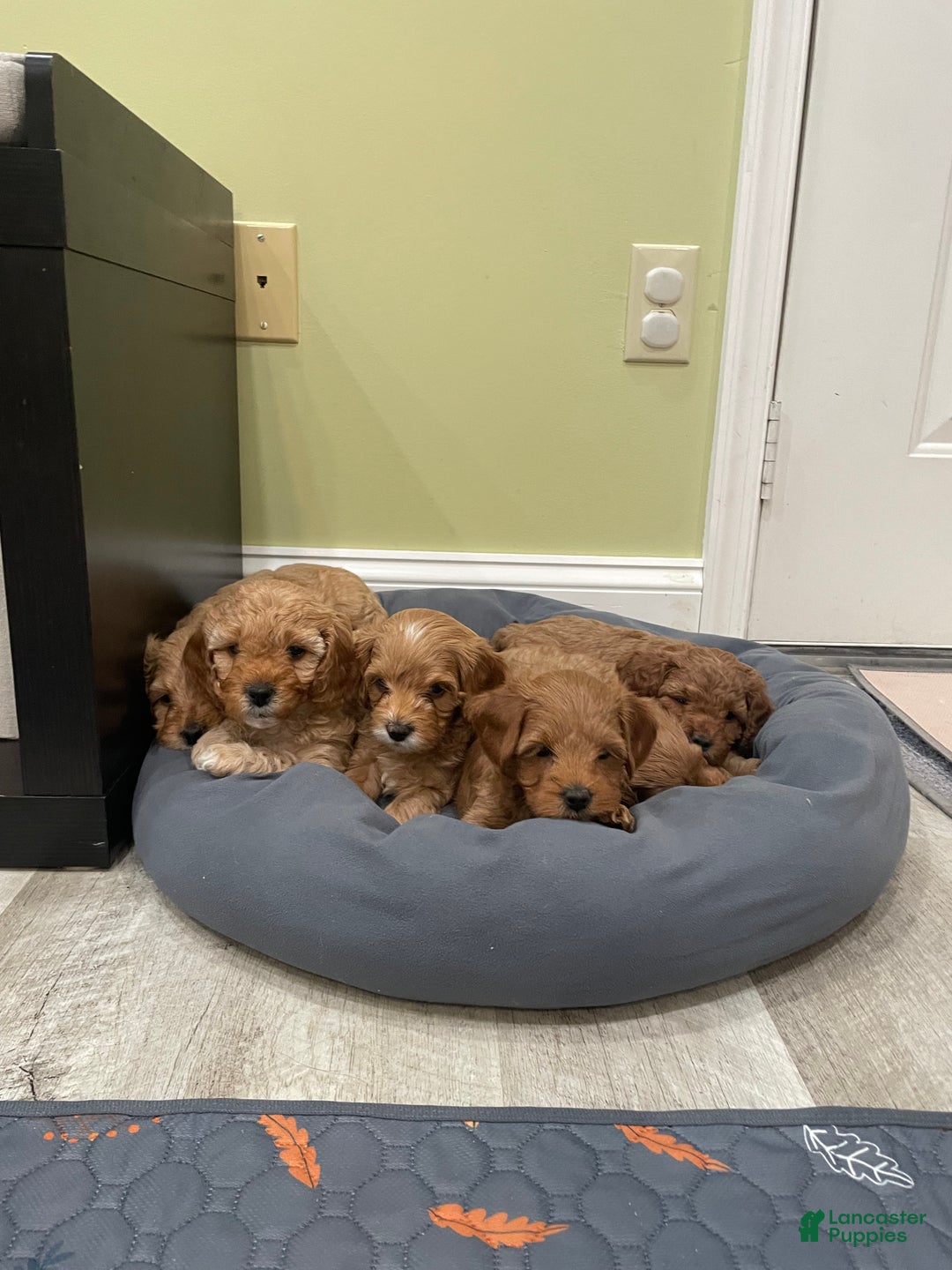 Cavapoo dogs for sale: Josie - Ad 7