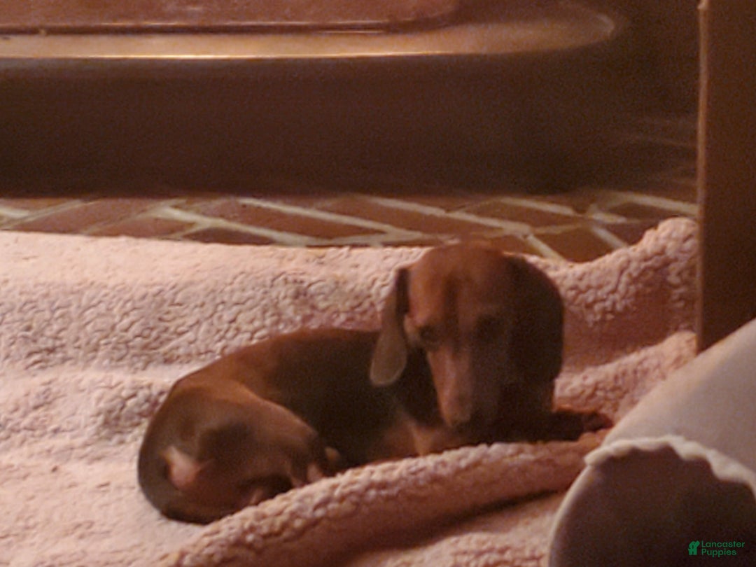 Dachshund dogs for sale: Waffles - Ad 4