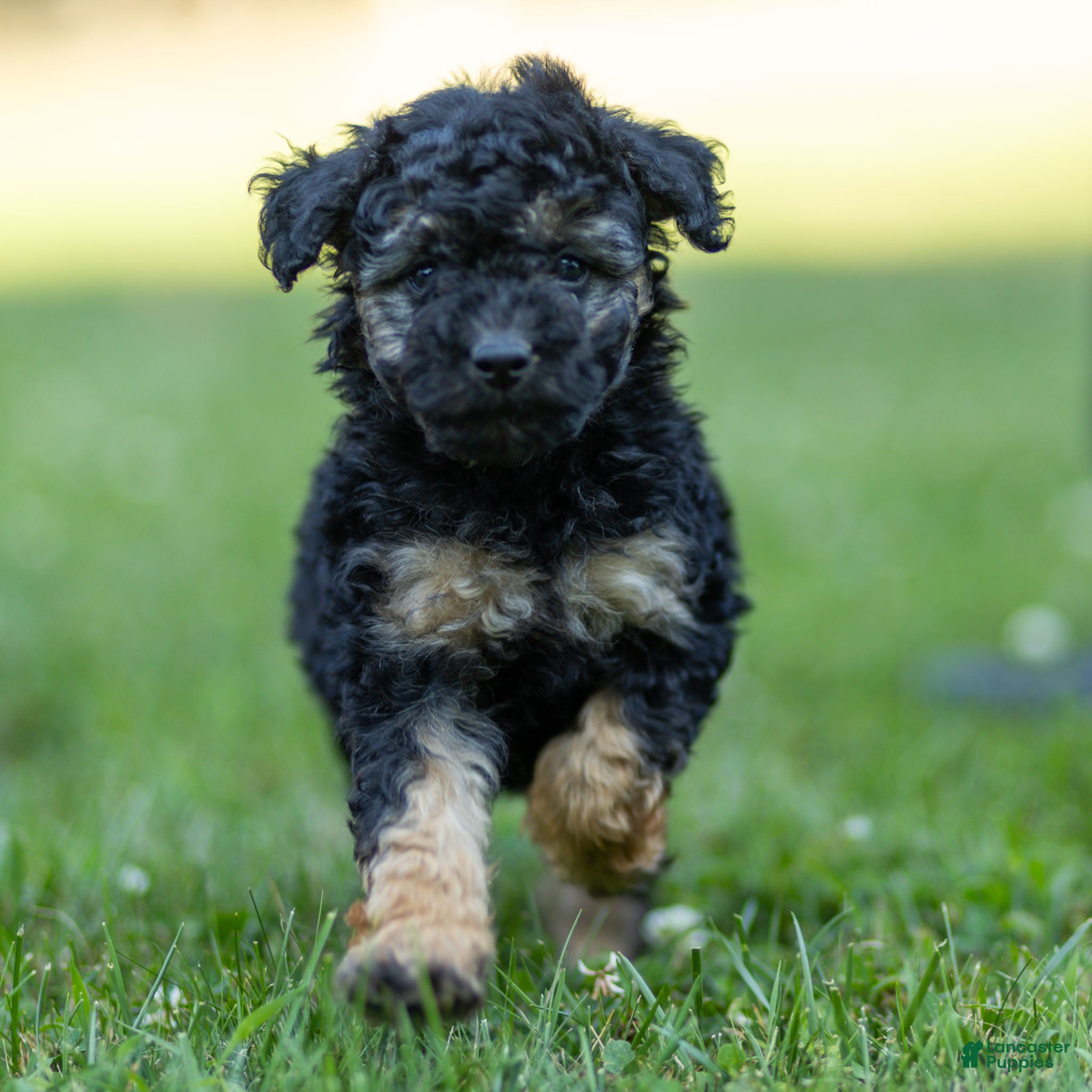 Miniature Poodle dogs Misty Miniature Poodle  - Ad 1