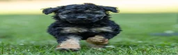 Miniature Poodle dogs for sale: Misty Miniature Poodle  - Ad 1