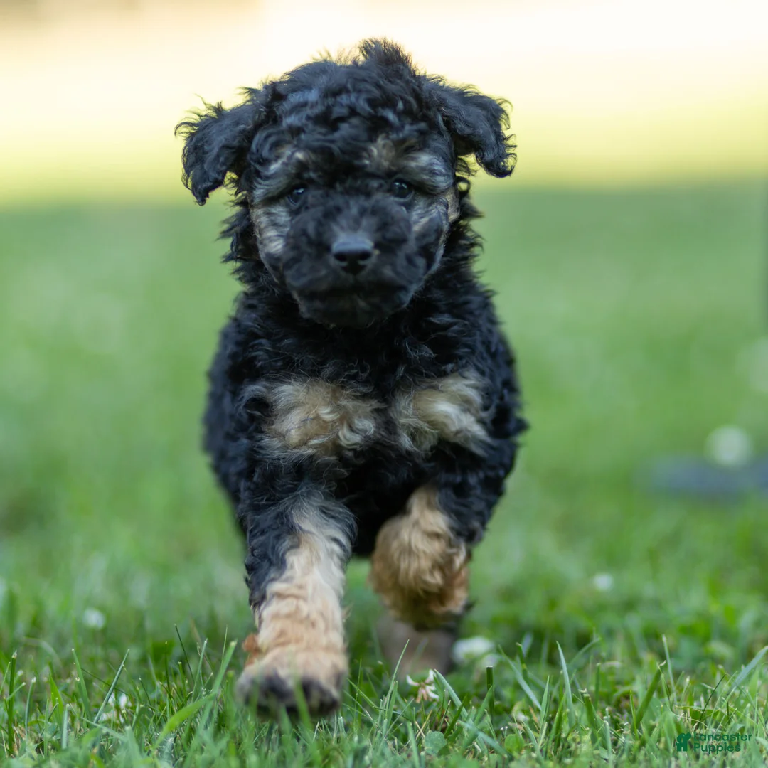 Miniature Poodle dogs for sale: Misty Miniature Poodle  - Ad 1