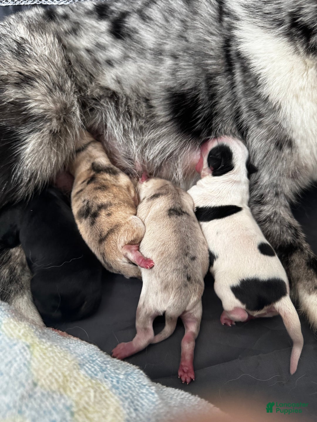 Pomsky dogs for sale: Pomsky Puppy black and white male - Ad 5