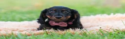 Miniature Dachshund dogs for sale: bentley - Ad 14