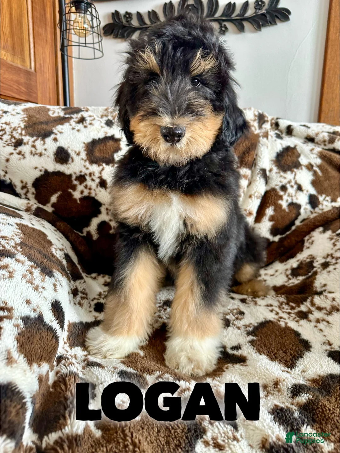 Mixed Breed dogs for sale: Logan - Ad 1