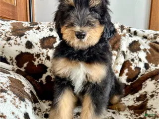 Mixed Breed dogs Logan - Ad 10