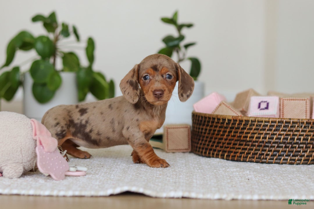 Miniature Dachshund dogs for sale: Bella - Ad 2