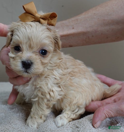 Maltipoo dogs Dex 1 lb 5 ozs - Ad 7