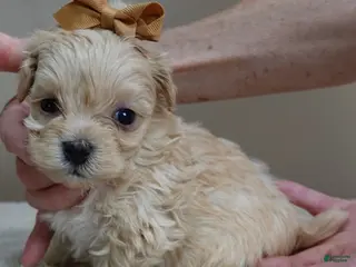 Maltipoo dogs Dex 1 lb 5 ozs - Ad 7