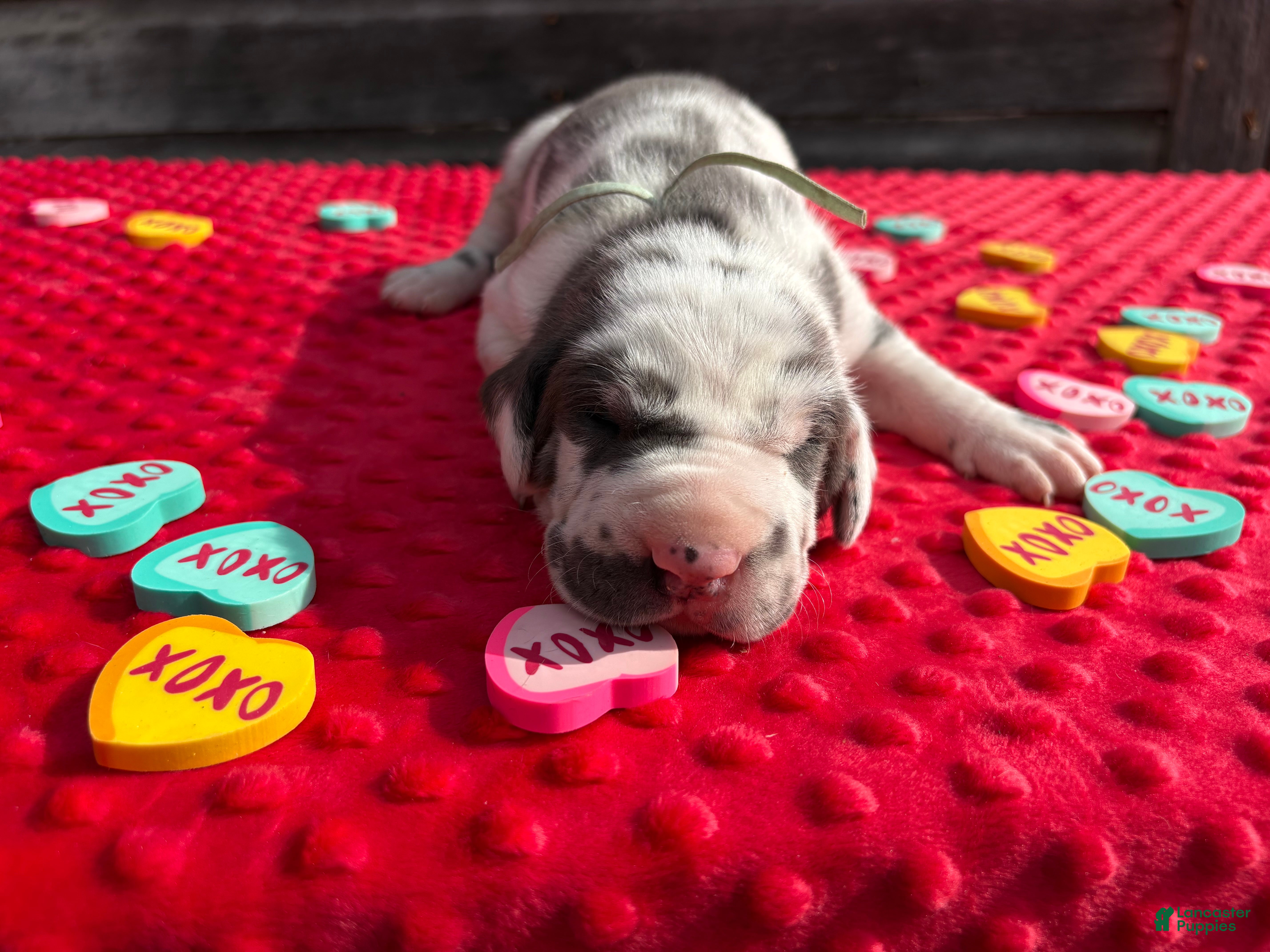 Great Dane dogs Great Dane - Teal - Ad 20