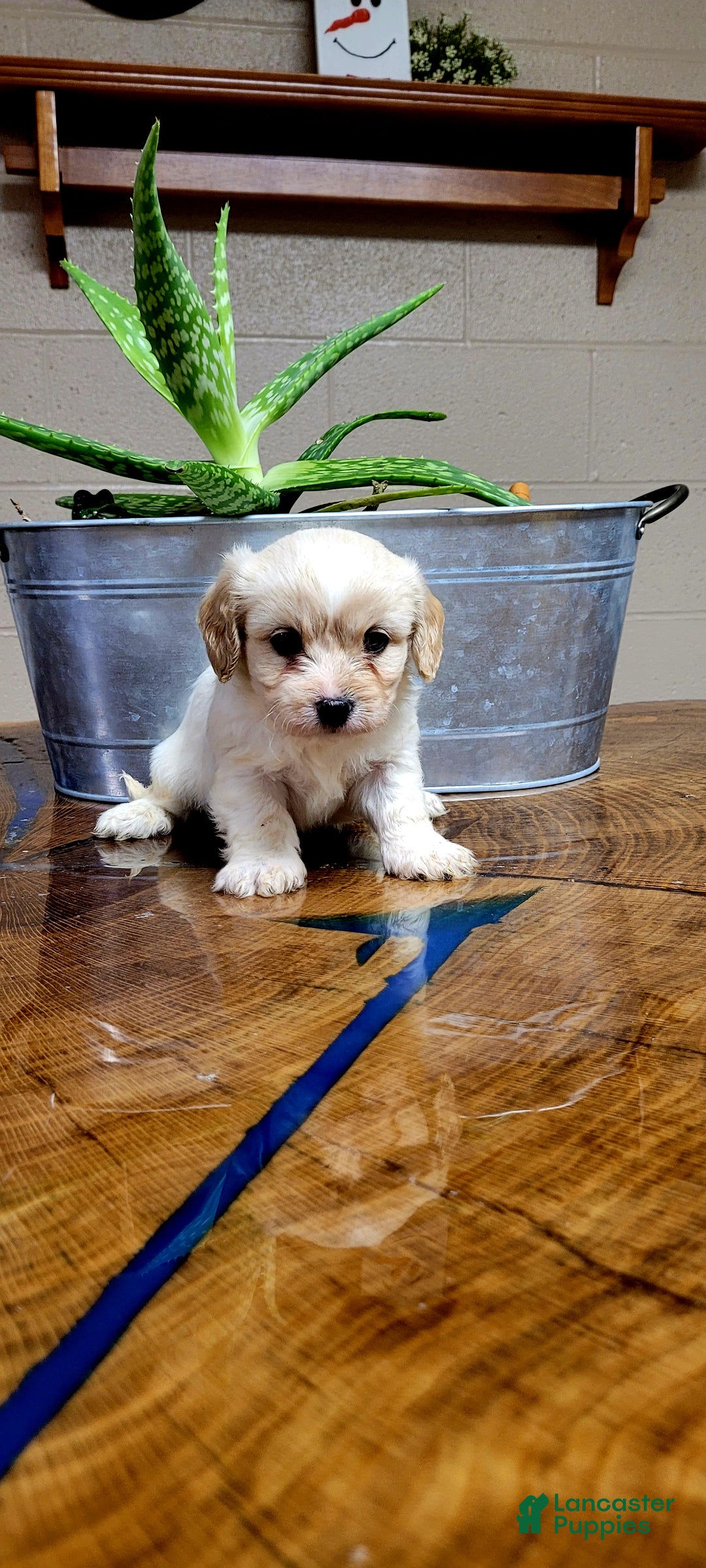 Cavachon dogs for sale: Chloe - Ad 5