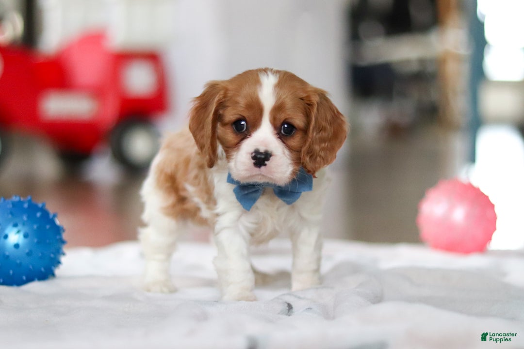 Cavalier King Charles Spaniel dogs for sale: Oscar - Ad 4
