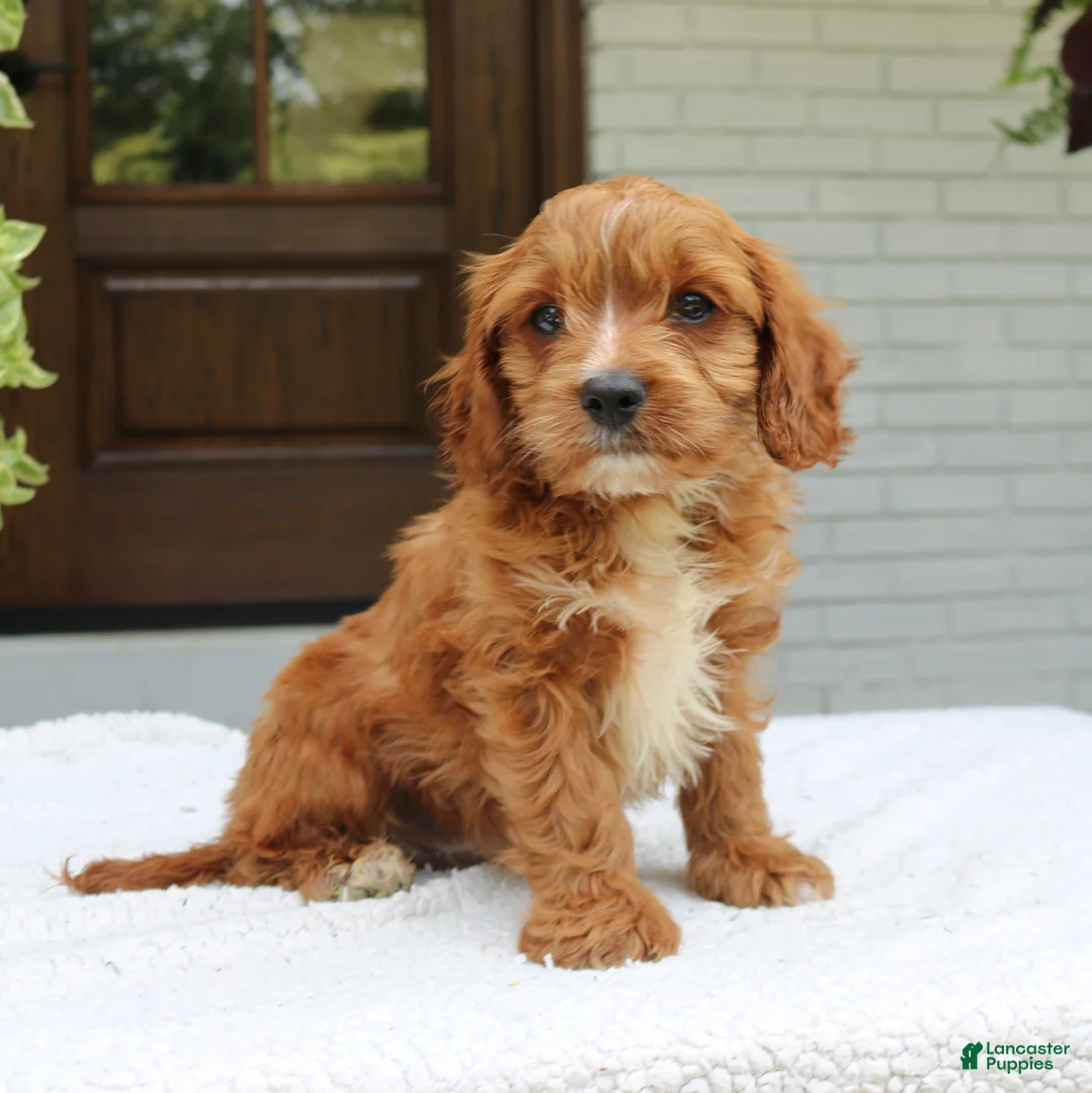 Cavapoo dogs for sale: Max  - Ad 2