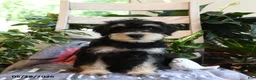 Miniature Schnauzer dogs for sale: Max - Ad 3