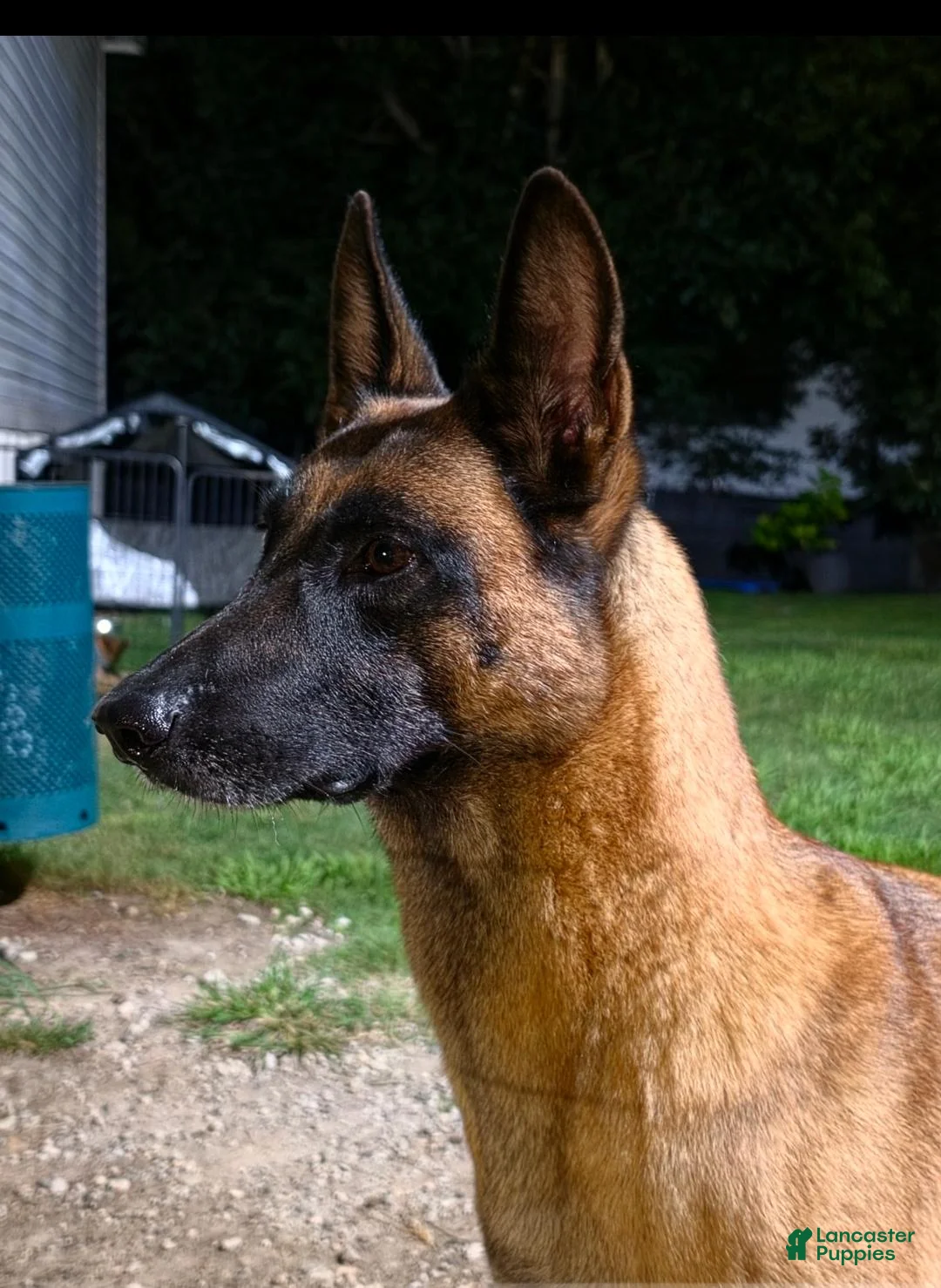Belgian Malinois dogs for sale: Pink - Ad 2