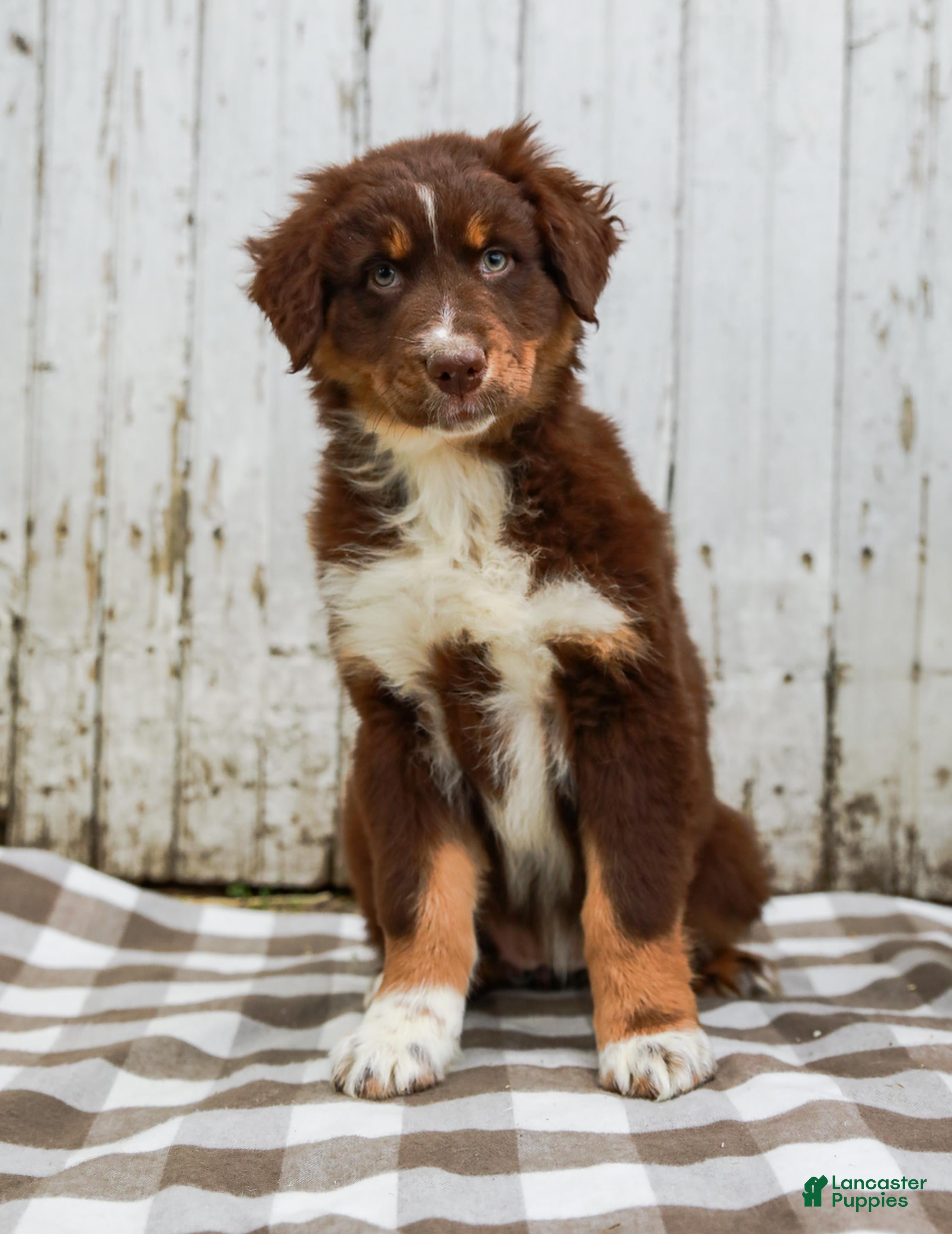 Australian Shepherd dogs Maple - Ad 1