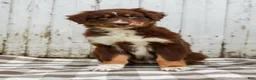 Australian Shepherd dogs for sale: Maple - Ad 1