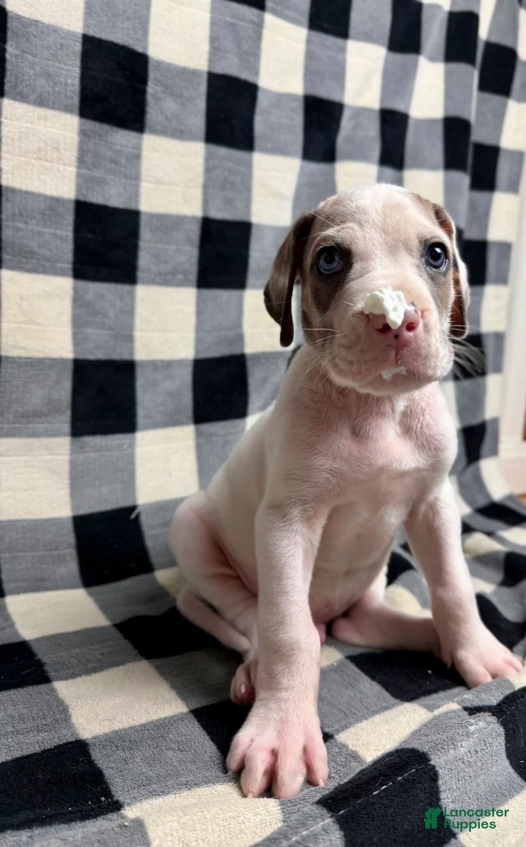 Great Dane dogs for sale: Blue Fawnquin Headed Pied (Heavy Euro) - Ad 9