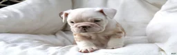 English Bulldog dogs for sale: Konig - Ad 6