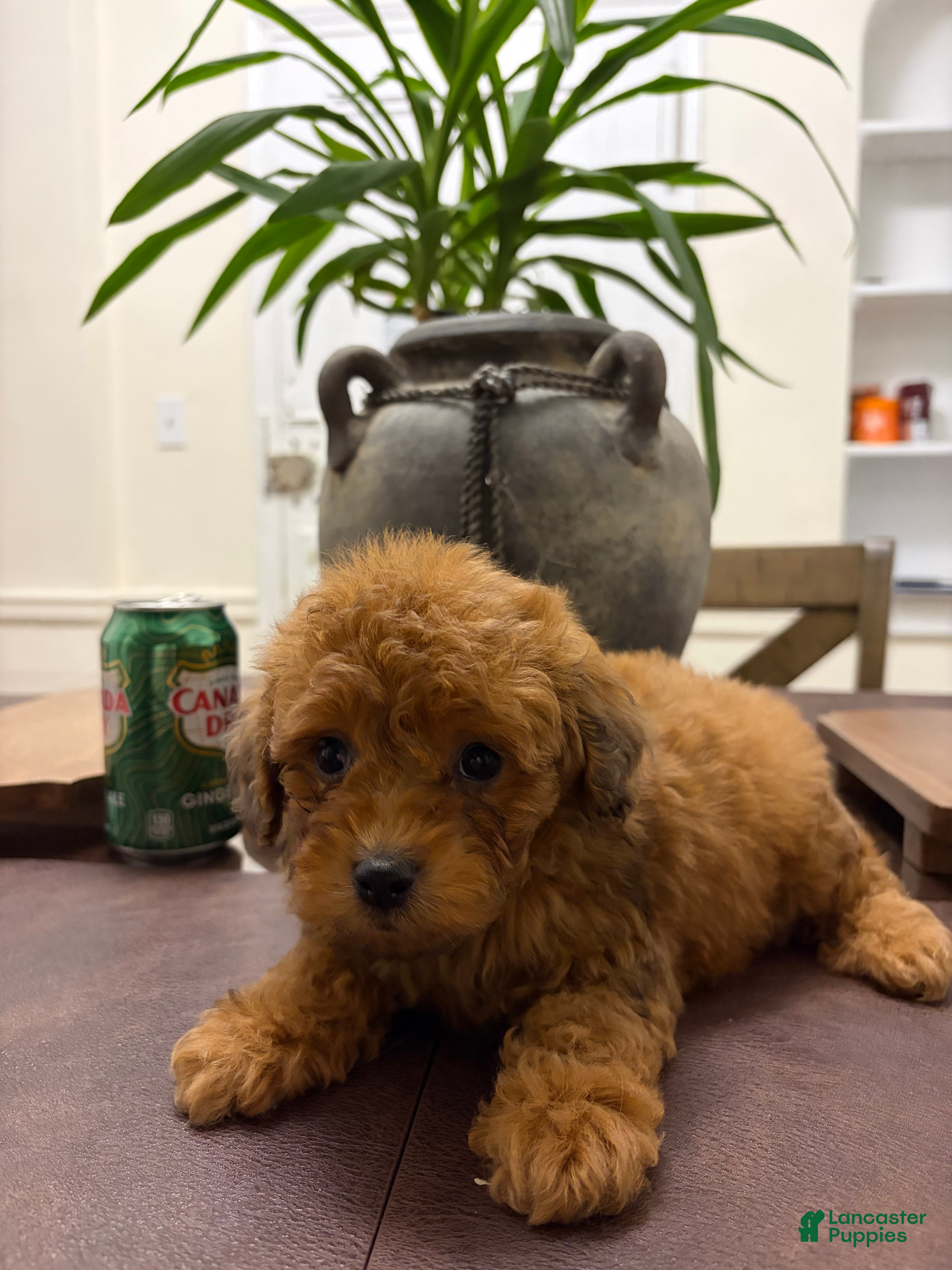 Toy Poodle dogs Manny - Ad 13