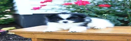 Pomeranian dogs for sale: Katelyn - Ad 5
