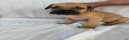 South African Boerboels dogs for sale: South African Boerboels Puppy 4 - Ad 3