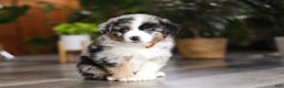Miniature Australian Shepherd dogs for sale: Hershey - Ad 4