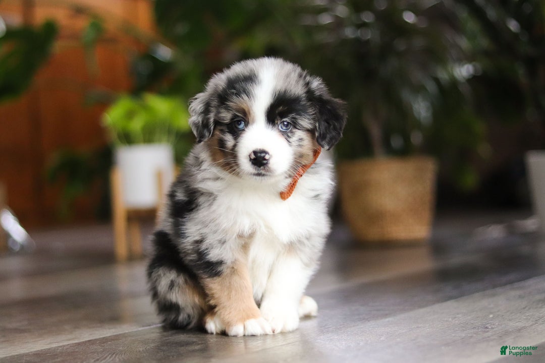 Miniature Australian Shepherd dogs for sale: Hershey - Ad 4