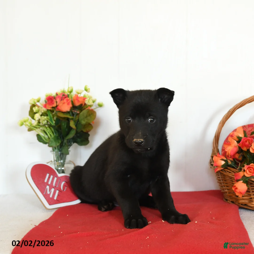 Belgian Malinois dogs for sale: Rain - Ad 3