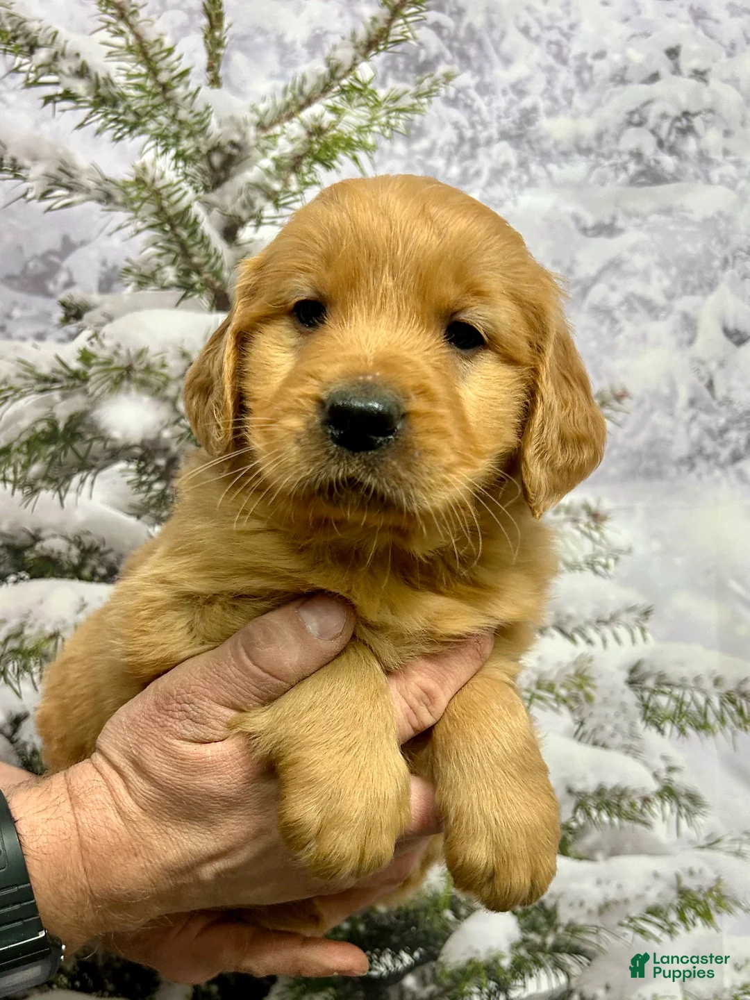 Golden Retriever dogs for sale: Duke  - Ad 7