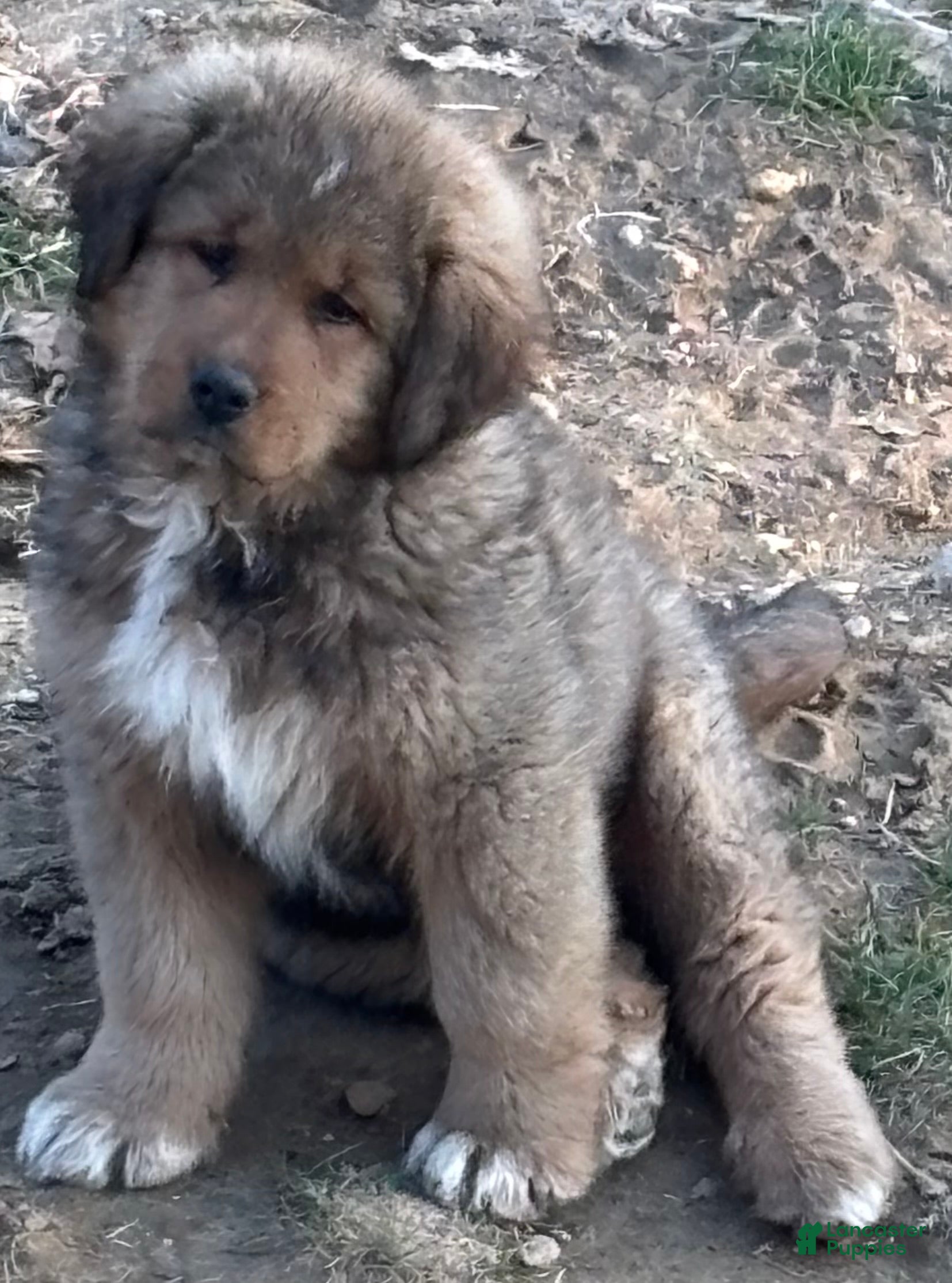 Mixed Breed dogs Tibetan Mastiff/Bernese Mountain Dog Male - Ad 13