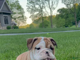 English Bulldog dogs for sale: Zeke - Ad 3