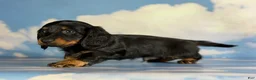 Miniature Dachshund dogs for sale: Paco LH  - Ad 4