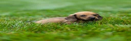 Miniature Dachshund dogs for sale: Mikey Miniature Dachshund  - Ad 14