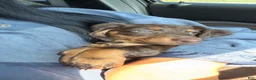 Miniature Dachshund dogs for sale: Miniature Dachshund 2 (chai) - Ad 3